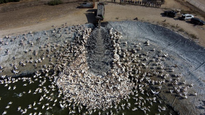 Ribuan Burung Pelikan Serbu Waduk di Israel A squadron of migrating Great White Pelicans are fed on their journey south, as part of Israel Nature and Parks Authority funded project aiming to prevent pelicans from feeding from commercial fish breeding pools, at a water reservoir in Mishmar Hasharon, central Israel October 31, 2022. REUTERS/Ronen Zvulun TPX IMAGES OF THE DAY