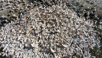 Diketahui, ribuan burung pelikan itu datang ke waduk tersebut untuk mencari makanan dalam perjalanan migrasinya.