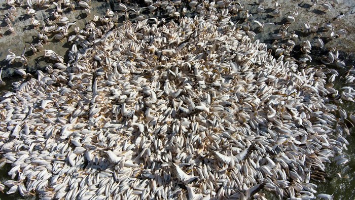 A squadron of migrating Great White Pelicans are fed on their journey south, as part of Israel Nature and Parks Authority funded project aiming to prevent pelicans from feeding from commercial fish breeding pools, at a water reservoir in Mishmar Hasharon, central Israel October 31, 2022. REUTERS/Ronen Zvulun     TPX IMAGES OF THE DAY