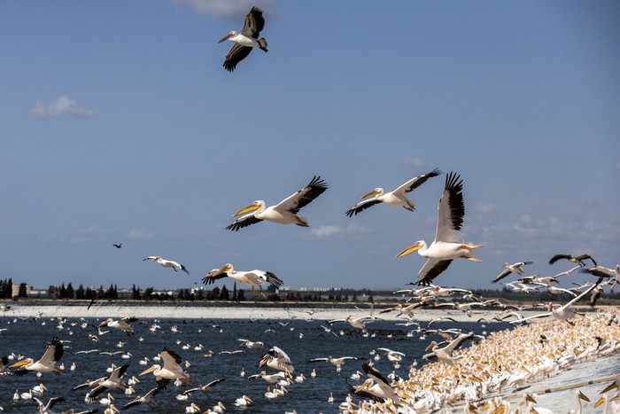 A squadron of migrating Great White Pelicans are fed on their journey south, as part of Israel Nature and Parks Authority funded project aiming to prevent pelicans from feeding from commercial fish breeding pools, at a water reservoir in Mishmar Hasharon, central Israel October 31, 2022. REUTERS/Ronen Zvulun     TPX IMAGES OF THE DAY