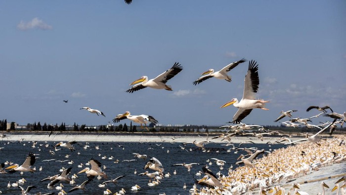 A squadron of migrating Great White Pelicans are fed on their journey south, as part of Israel Nature and Parks Authority funded project aiming to prevent pelicans from feeding from commercial fish breeding pools, at a water reservoir in Mishmar Hasharon, central Israel October 31, 2022. REUTERS/Ronen Zvulun TPX IMAGES OF THE DAY