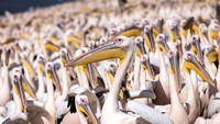 Tak sedikit fotografer yang datang ke waduk Mishmar HaSharon untuk mengabadikan momen ribuan burung pelikan datang ke waduk tersebut untuk mencari makanan.