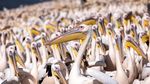 Potret Ribuan Burung Pelikan Pesta Pora di Waduk Israel