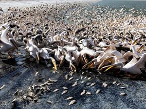 Potret Ribuan Burung Pelikan Pesta Pora di Waduk Israel