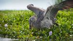 Sosok Burung Shoebill Stork yang Hidup Sejak Masa Prasejarah