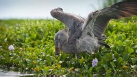 Sayangnya Shoebill Stork kini telah masuk ke dalam daftar merah hewan terancam punah. Hal tersebut disebabkan perburuan, sedikitnya keturunan dari hasil reproduksi, rusaknya habitat, hingga budaya suku asli sekitar. (ApuuliWorld/iStockphoto)