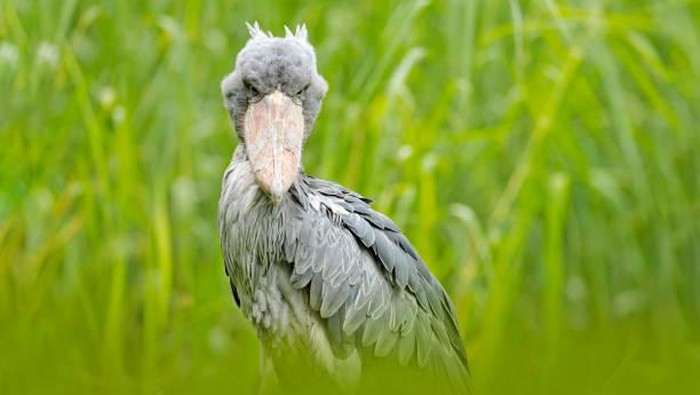 Burung Shoebill Stork merupakan burung endemik Afrika yang hidup sejak masa prasejarah dan tinggal di ekosistem rawa-rawa di Afrika Timur dari mulai Etiopia, Sudan Selatan, hingga Zambia. Sehingga mereka sering disebut dengan penguasa rawa.