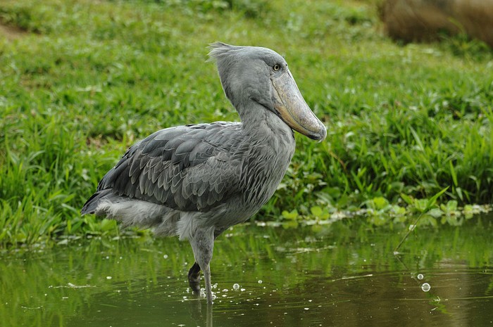 Burung ini dapat tumbuh setinggi 1 meter hingga 1,5 meter. Shoebill Stork dapat melebarkan sayapnya mencapai 2,4 meter.