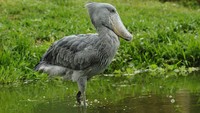 Burung ini dapat tumbuh setinggi 1 meter hingga 1,5 meter. Shoebill Stork dapat melebarkan sayapnya mencapai 2,4 meter. (Dionys Moser/GettyImages)