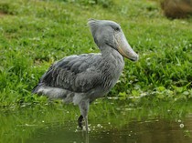 Cantiknya Burung Shoebill Setinggi 1,5 Meter yang Tetiba Hinggap di Kapal