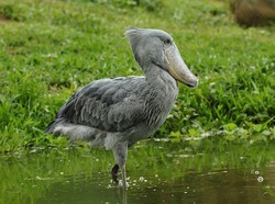 Burung Paling Ngeri di Dunia, Pemangsa Bayi Buaya