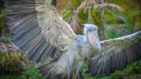 Shoebill Stork juga dapat terbang dengan kecepatan 150 kepakan per menit. Paruhnya yang besar membuat shobil dapat memburu ikan besar, belut, kadal monitor, biawak, dan anak buaya. (Dan Rieck/iStockphoto)