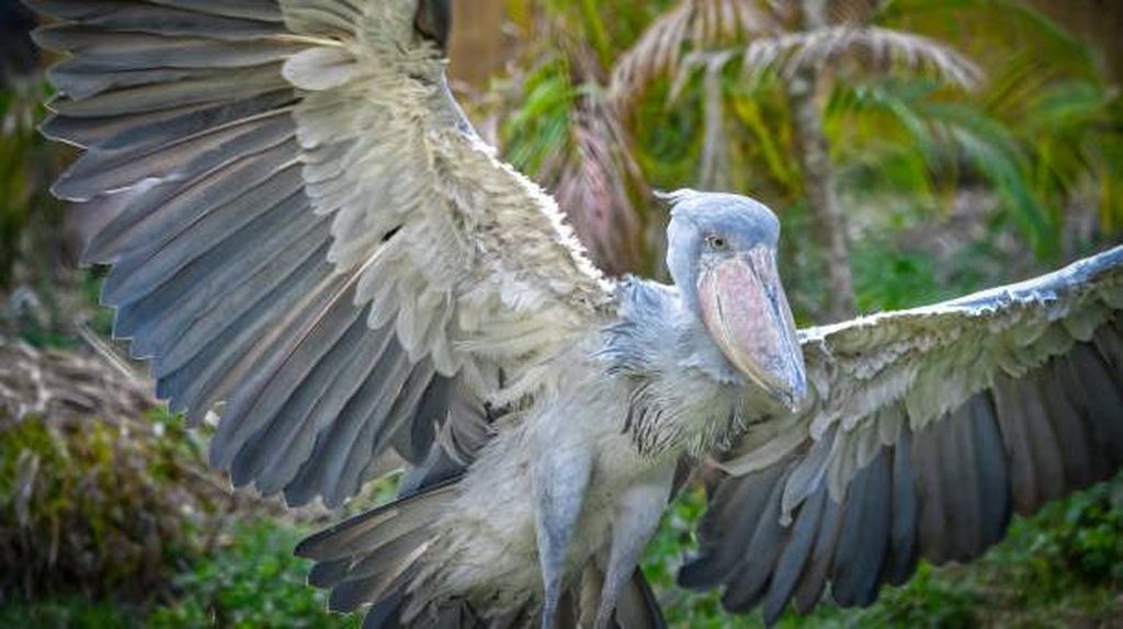 Sosok Burung Shoebill Stork yang Hidup Sejak Masa Prasejarah