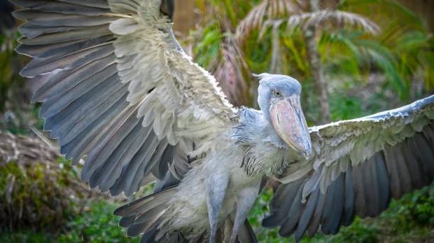 shoebill - Balaeniceps rex - also known as whalehead, whale-headed stork, or shoe-billed stork, wings spread showing excellent feather detail while landing.  Plant and foliage background