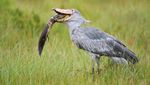 Sosok Burung Shoebill Stork yang Hidup Sejak Masa Prasejarah