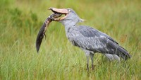 Shoebill Stork adalah makhluk soliter yang lebih senang menyendiri. Shoebill Stork akan menyerang hewan apapun yang masuk ke wilayahnya termasuk buaya. (Michel Viard/iStockPhoto)