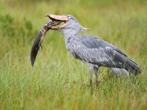 Shoebill, Burung Raksasa Seukuran Manusia yang Berasal dari Afrika