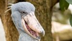 Sosok Burung Shoebill Stork yang Hidup Sejak Masa Prasejarah