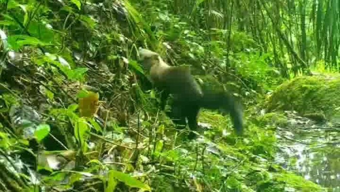 Tangkapan layar video pengawas milik BTNGC yang merekam aktivitas seekor musang ekor kuning di hutan Gunung Ciremai.