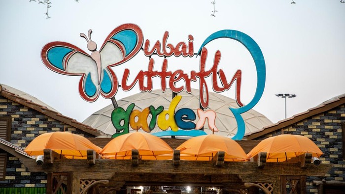 DUBAI, UAE - NOVEMBER 04: A view from the world's largest covered butterfly garden, Dubai Butterfly Garden, as people visit in Dubai, United Arab Emirates on November 04, 2022. The butterfly garden has ten custom built domes with a butterfly museum, and housing more than 15.000 butterflies from around 50 categories. (Photo by Mohammed Zarandah/Anadolu Agency via Getty Images)