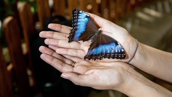 Dubai Butterfly Garden menampung lebih dari 15 ribu kupu-kupu dari 50 jenis yang berasal dari seluruh dunia.  