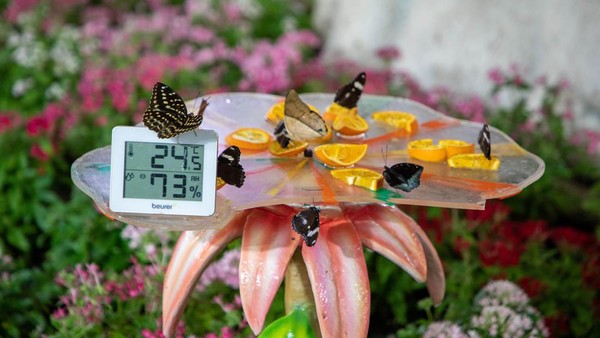Namun, karena kecanggihan teknologi, taman yang dinamai Dubai Butterfly Garden ini memiliki pengontrol suhu, sehingga tetap sejuk.   