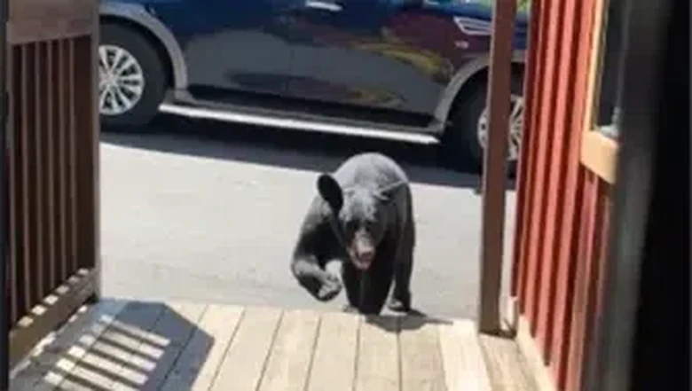 Beruang Hitam Mau Menyerang Wisatawan Beruang Hitam Mau Menyerang Wisatawan