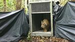 Momen BKSDA Riau Lepasliarkan Anak Harimau ke Habitat Aslinya