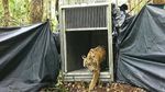 Momen BKSDA Riau Lepasliarkan Anak Harimau ke Habitat Aslinya