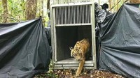 Anak harimau ini dilepasliarkan agar dapat kembali ke habitatnya dan berkembang biak. (Dok. BKSDA Riau)