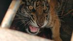 Momen BKSDA Riau Lepasliarkan Anak Harimau ke Habitat Aslinya