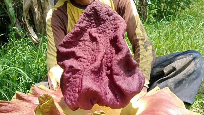Bunga bangkai di Dusun Ngembel, Desa Jimbung, Kecamatan Kalikotes