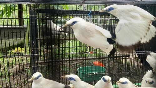 Burung Jalak Bali (Leucopsar rothschildi) atau Curik Bali yang akan dilepasliarkan di TNBB, Kelurahan Gilimanuk, Kecamatan Melaya, Kabupaten Jembrana, Rabu (09/11/2022).