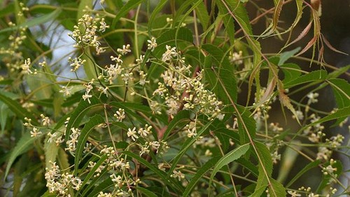 Potret herba daun mimba.