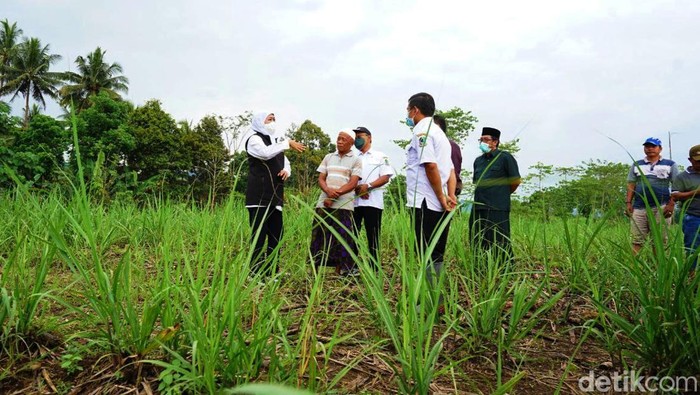 gubernur khofifah