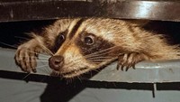Mungkin bagi sebagian orang, hewan rakun sangat menggemaskan. Namun tidak ketika hewan ini membuat sampah berserakan di halaman rumah. (Mark Garfinkel/Getty Images)