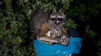 Rakun dikenal gemar masuk ke dalam tong sampah warga untuk mencari makan. Tak heran jika mereka akan mengacak-acak tong sampah warga saat keaadan sedang sepi. (Ingolf König-Jablonski/Getty Images)