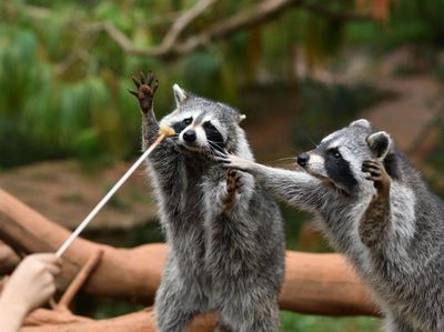 Deretan Fakta Rakun: Lebih Pintar dari Anjing-Cuci Makanan Sebelum Makan