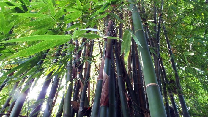 A bamboo forest is seen in Yichang, Hubei province, China, Oct 23, 2022. Chinas existing bamboo forest area exceeds 100 million mu, the annual output value is nearly 350 billion yuan, more than 15 million employees, the average annual income of bamboo farmers in key bamboo production areas is more than 5,000 yuan. The bamboo industry is an environmentally friendly, low-carbon and sustainable development industry, an ecological industry to build a beautiful China, a green industry to promote the harmonious coexistence of man and nature, and an industry to enrich the people and help rural revitalization. (Photo credit should read CFOTO/Future Publishing via Getty Images)