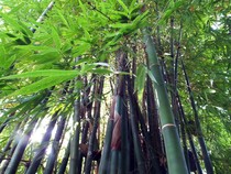 Bambu Selaawi Dipoles, Siap Bersaing di Pasar Global