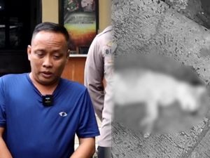 Pelempar Batu ke Kucing hingga Mati Belum Tersangka, Ini Alasan Polisi