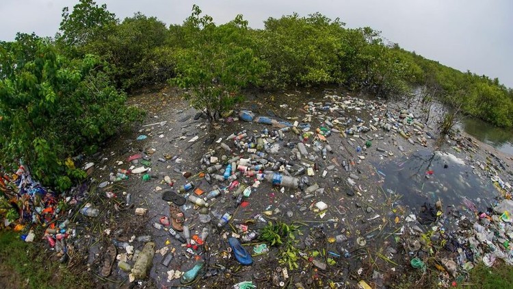 Mangrove Photography Awards 2022 Mangrove Photography Awards 2022