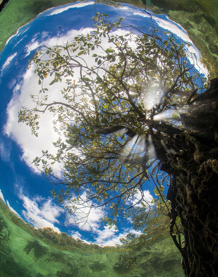 Mangrove Photography Awards 2022 Mangrove Photography Awards 2022