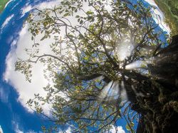Karya Memukau Jawara Kontes Foto Mangrove, Banyak dari Indonesia
