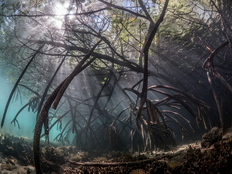Mangrove Photography Awards 2022 Mangrove Photography Awards 2022