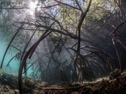 Karya Memukau Jawara Kontes Foto Mangrove, Banyak dari Indonesia