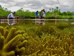 Karya Memukau Jawara Kontes Foto Mangrove, Banyak dari Indonesia