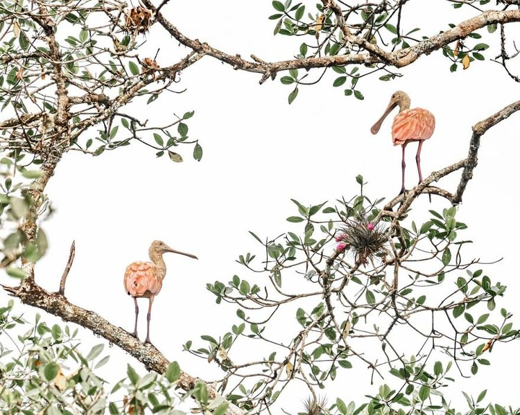 Mangrove Photography Awards 2022 Mangrove Photography Awards 2022