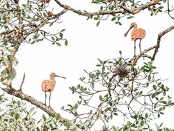 Karya Memukau Jawara Kontes Foto Mangrove, Banyak dari Indonesia