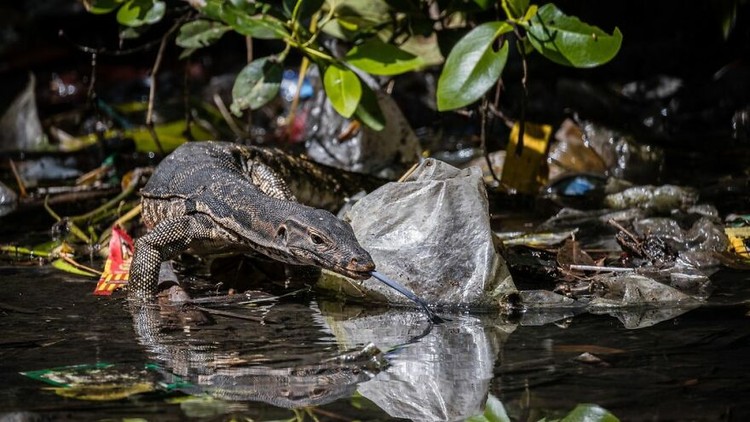 Mangrove Photography Awards 2022 Mangrove Photography Awards 2022